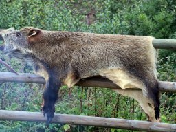 IMG_0964_small